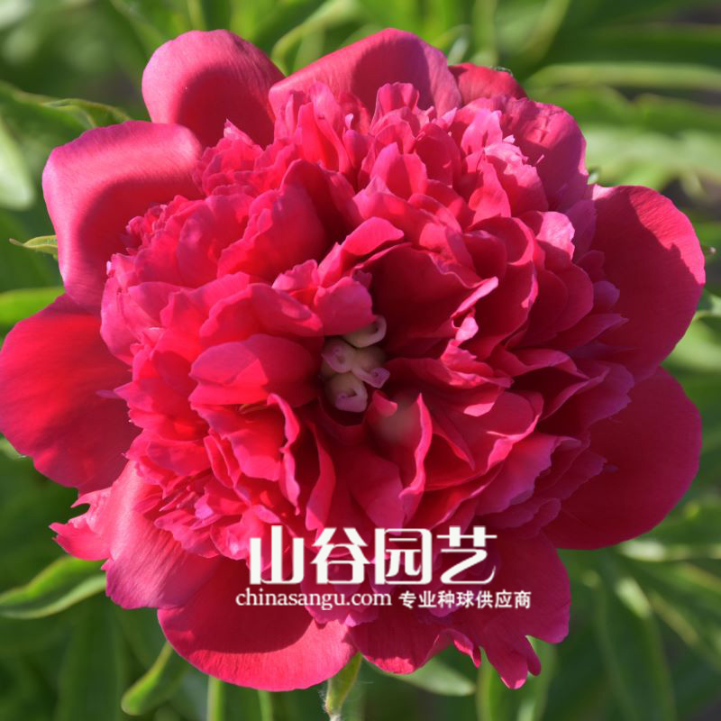 创世大发-芍药