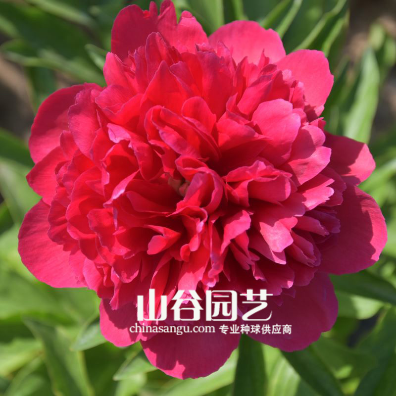 创世大发-芍药