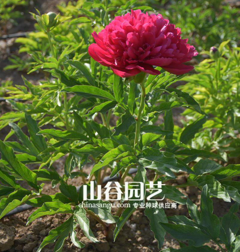 创世大发-芍药