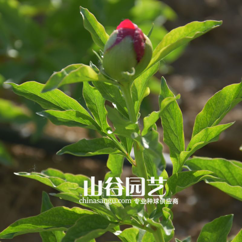 创世大发-芍药