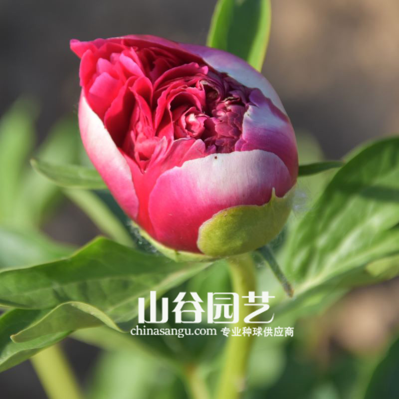 创世大发-芍药