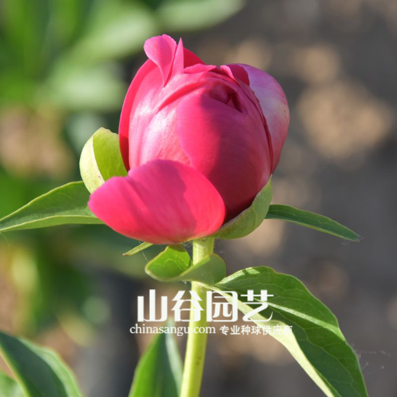 创世大发-芍药
