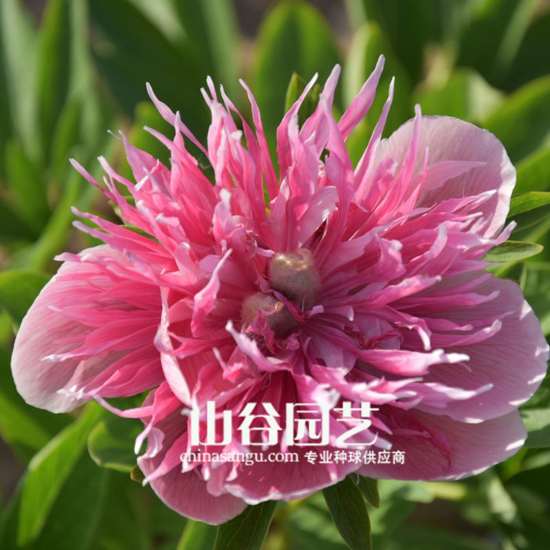 创世大发-芍药