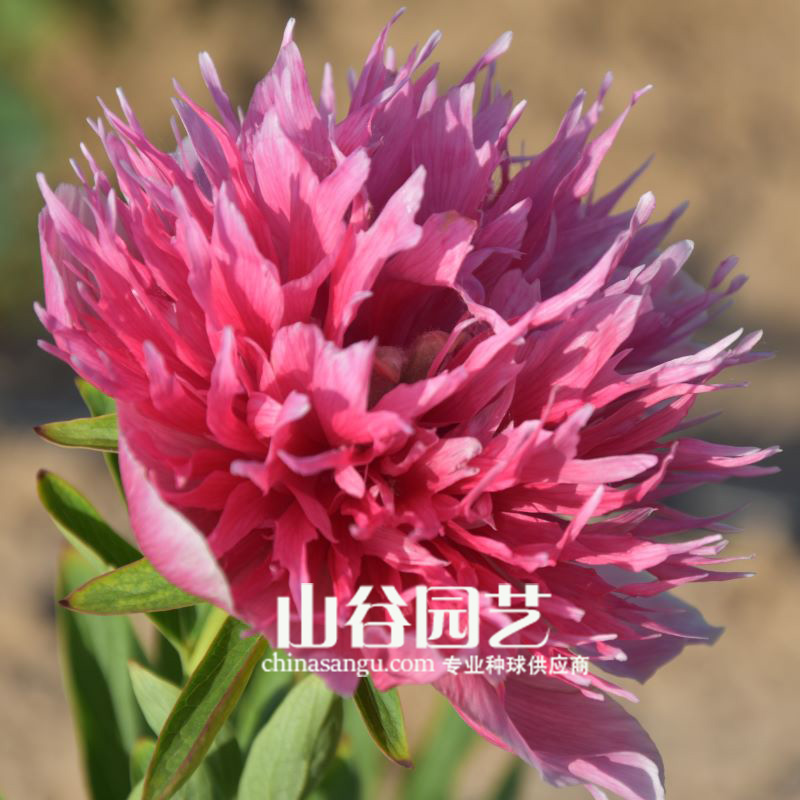 创世大发-芍药
