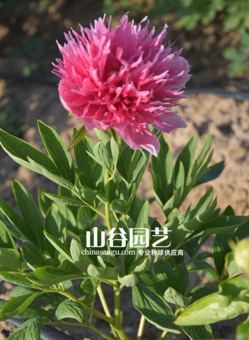 创世大发-芍药