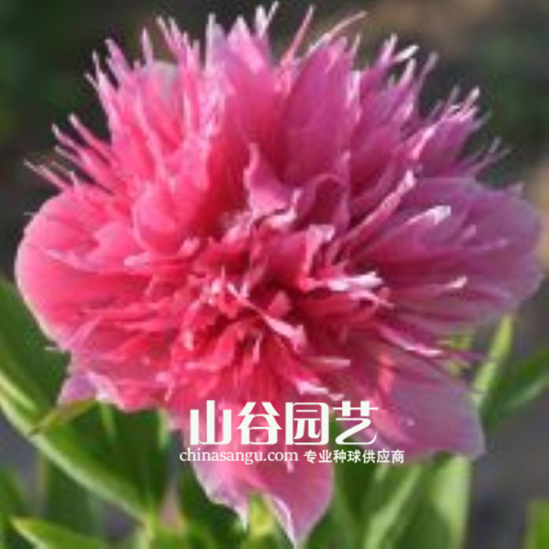 创世大发-芍药