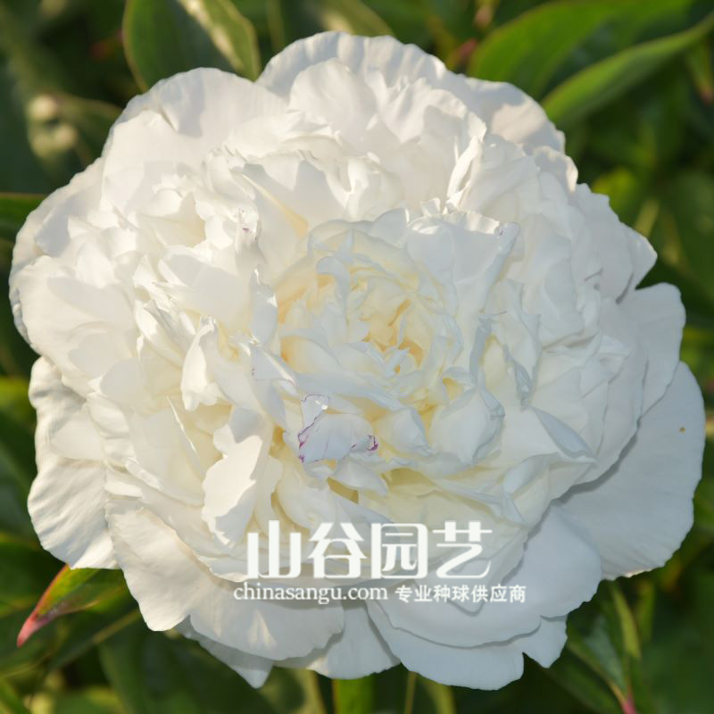 创世大发-芍药