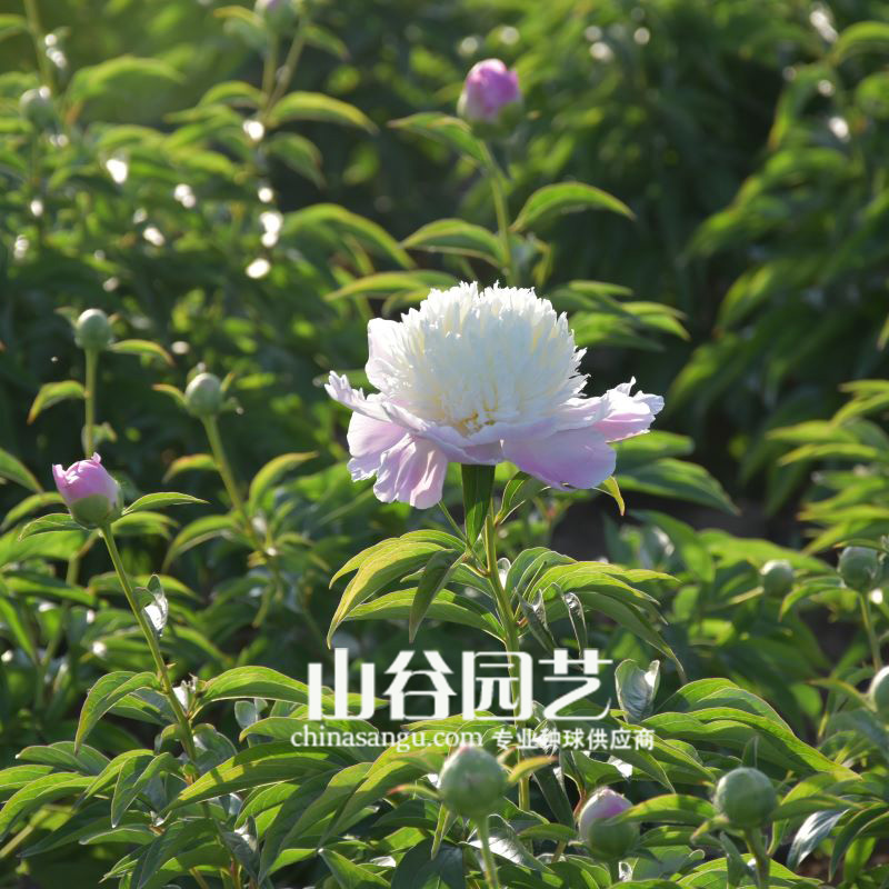创世大发-芍药