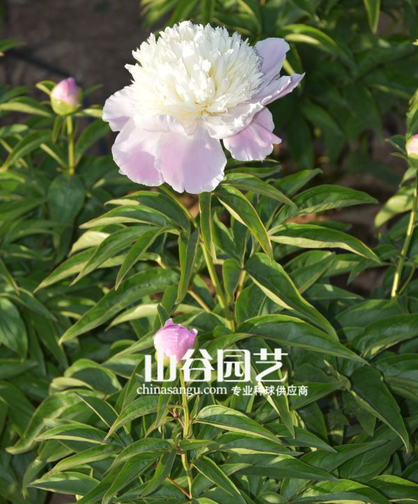 创世大发-芍药