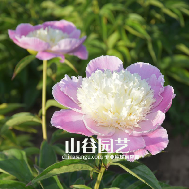 创世大发-芍药