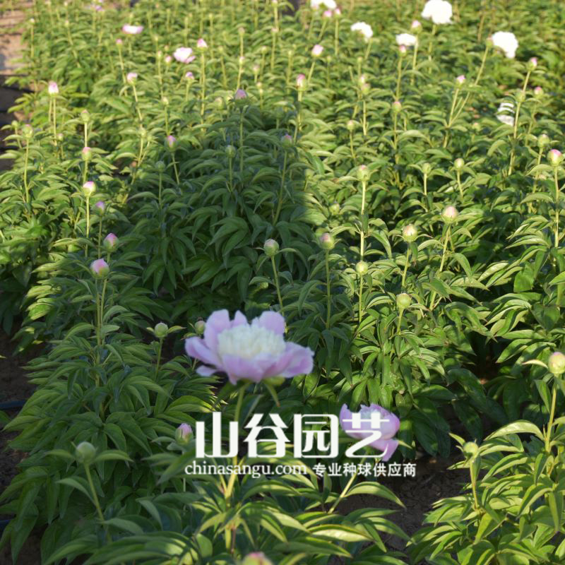 创世大发-芍药