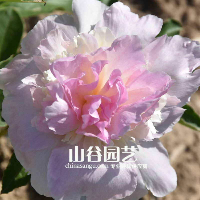 创世大发-芍药