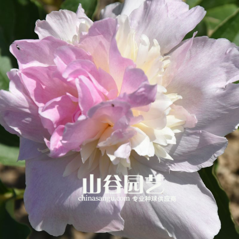 创世大发-芍药