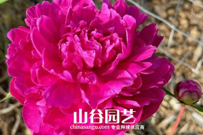 创世大发-芍药
