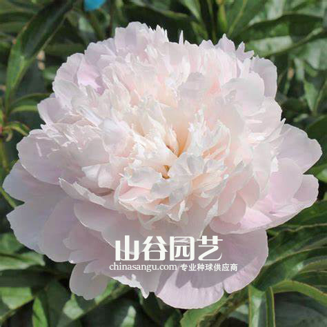 创世大发-芍药