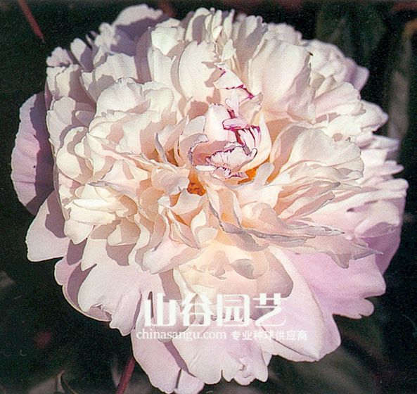 创世大发-芍药