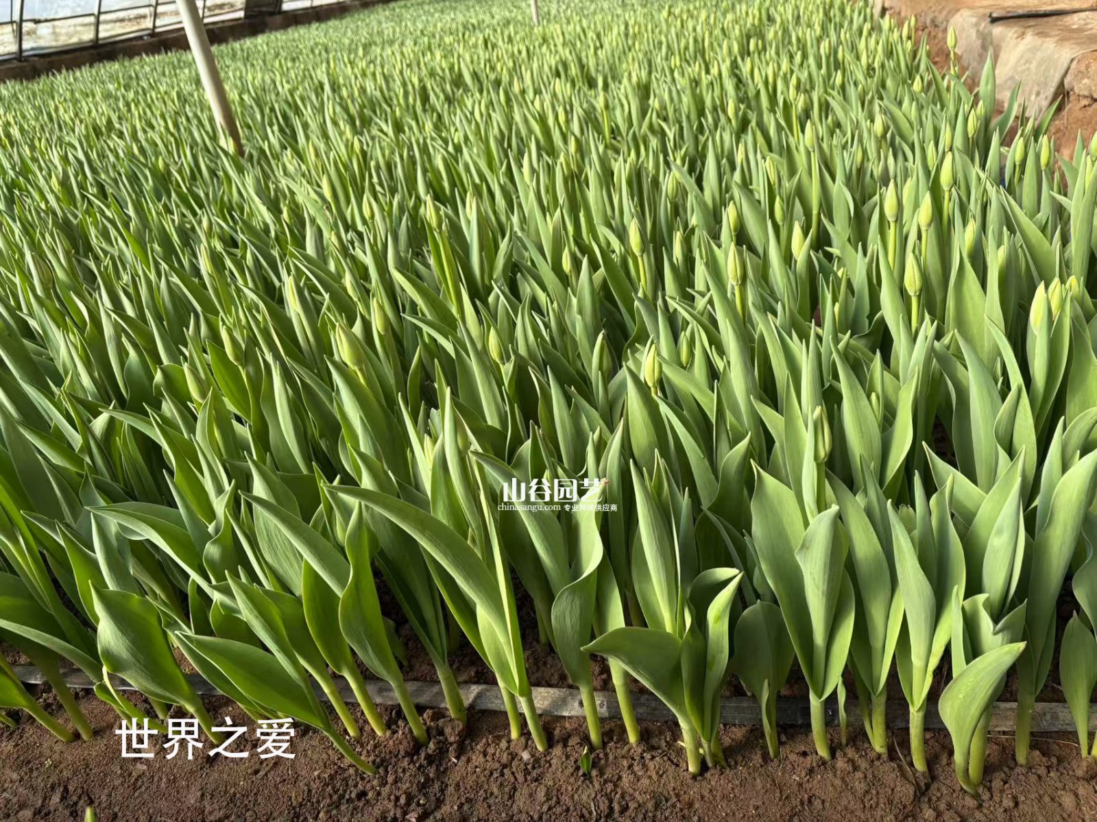 创世大发-新闻动态